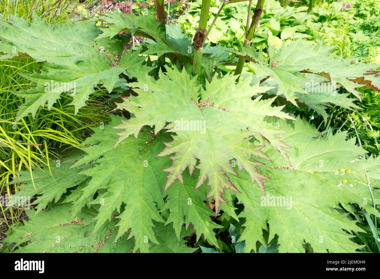 Rheum palmatum 'Atropurpureum' im Garten, große Blätter Stockfoto