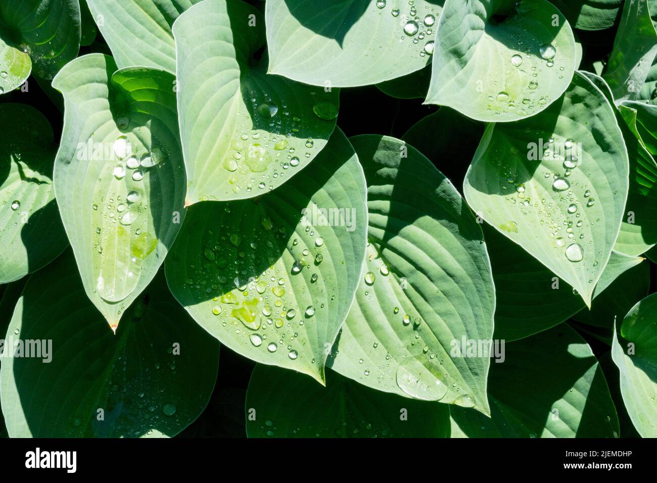 Wassertropfen auf Blättern Hosta „Blaue Regenschirme“ Stockfoto