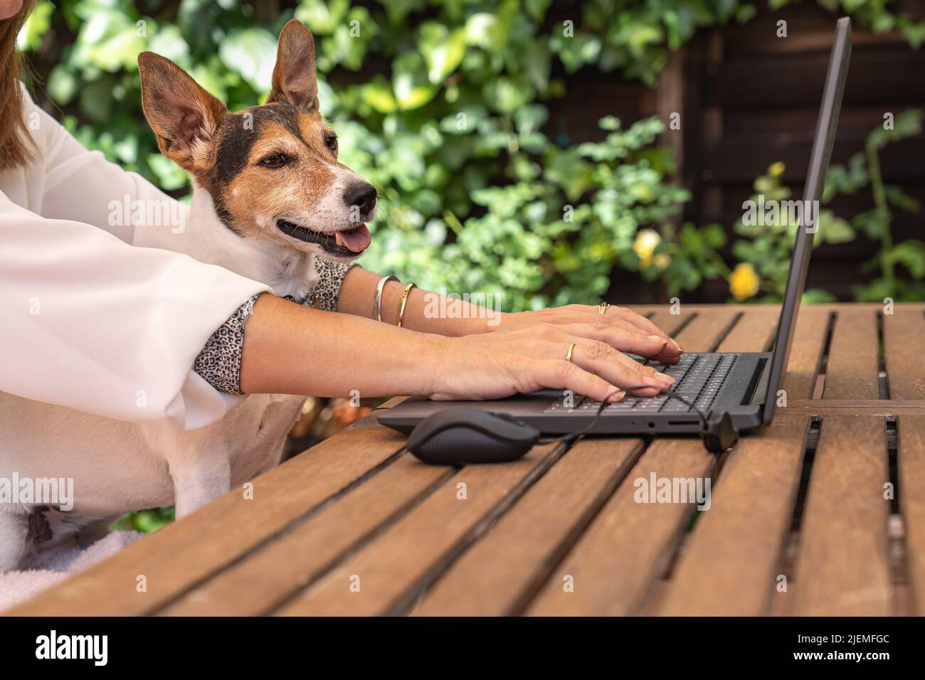 Frau, die im Garten Telearbeit mit ihrem Hund auf den Laptop schaut Stockfoto