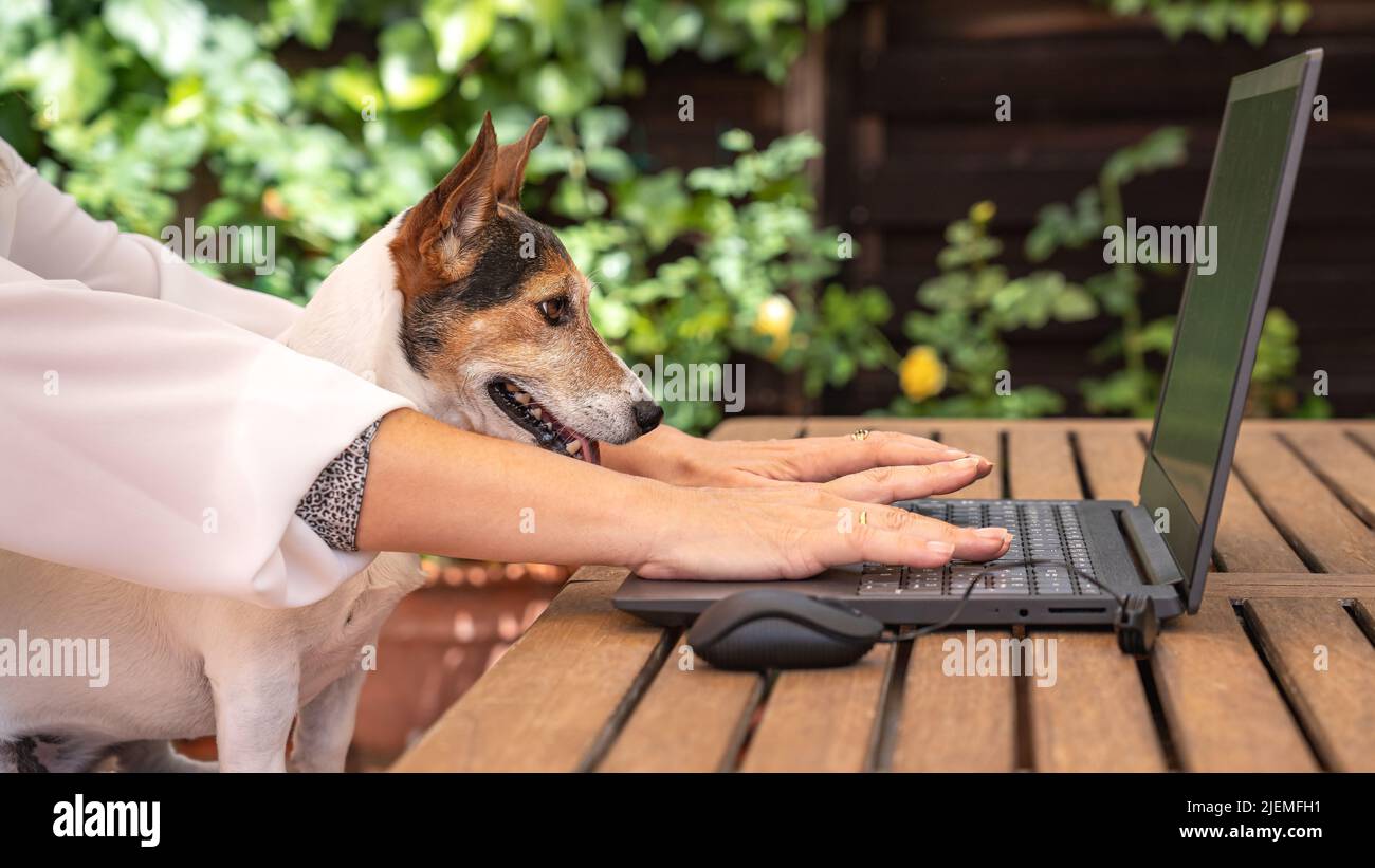 Frau, die im Garten Telearbeit mit ihrem Hund auf den Laptop schaut Stockfoto