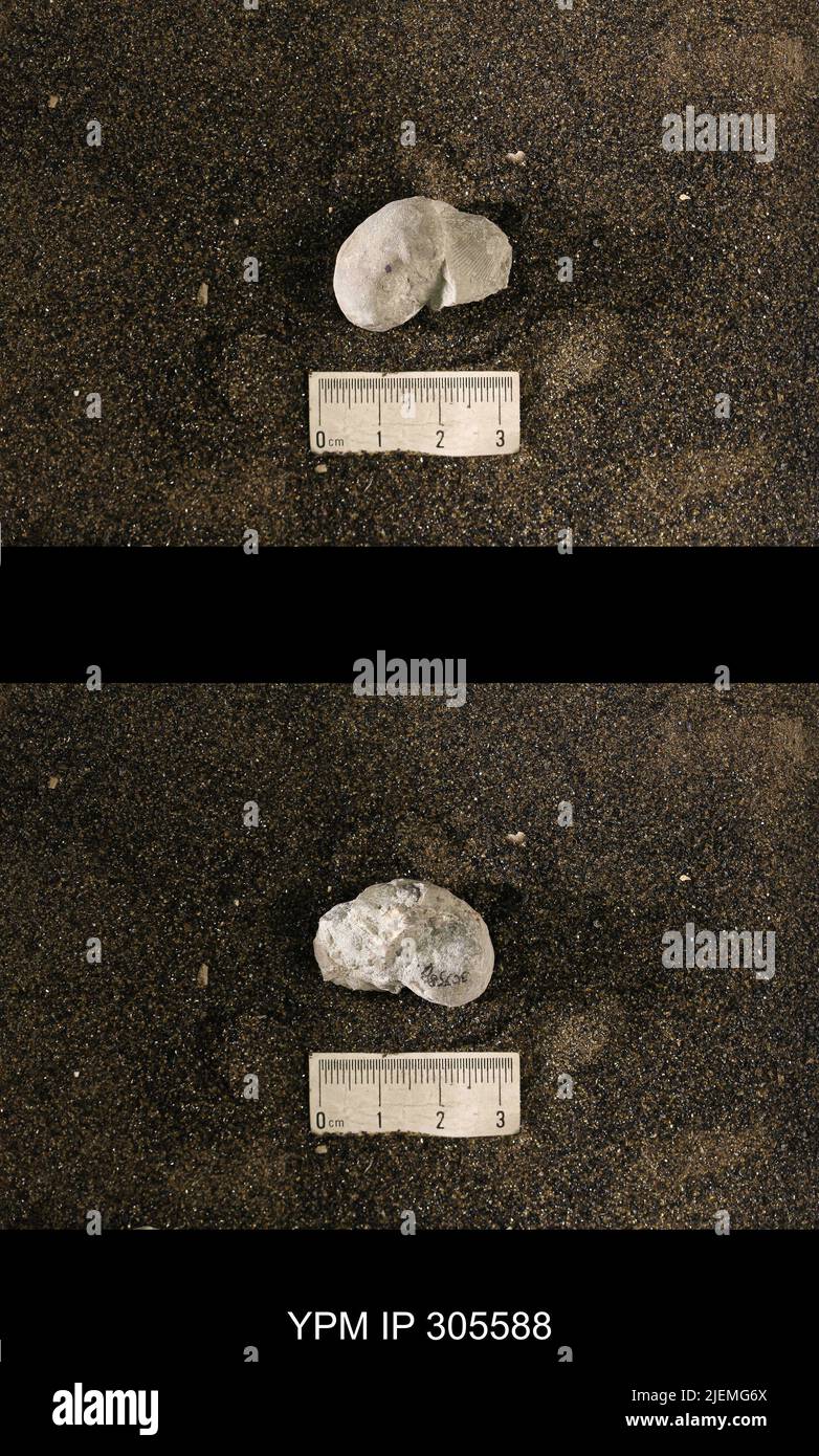 Cyrtolites ornatus Conrad, 1838. Stockfoto