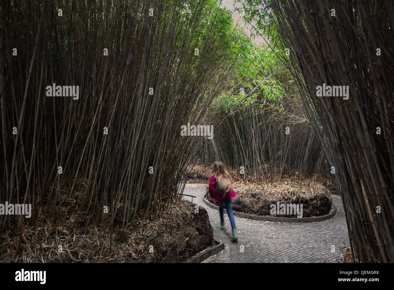 Kind, das wegläuft, Rückansicht eines jungen Mädchens, das im Bamboo Labyrinth in Alnwick Garden, einer beliebten Attraktion im Northumberland, Großbritannien, läuft Stockfoto