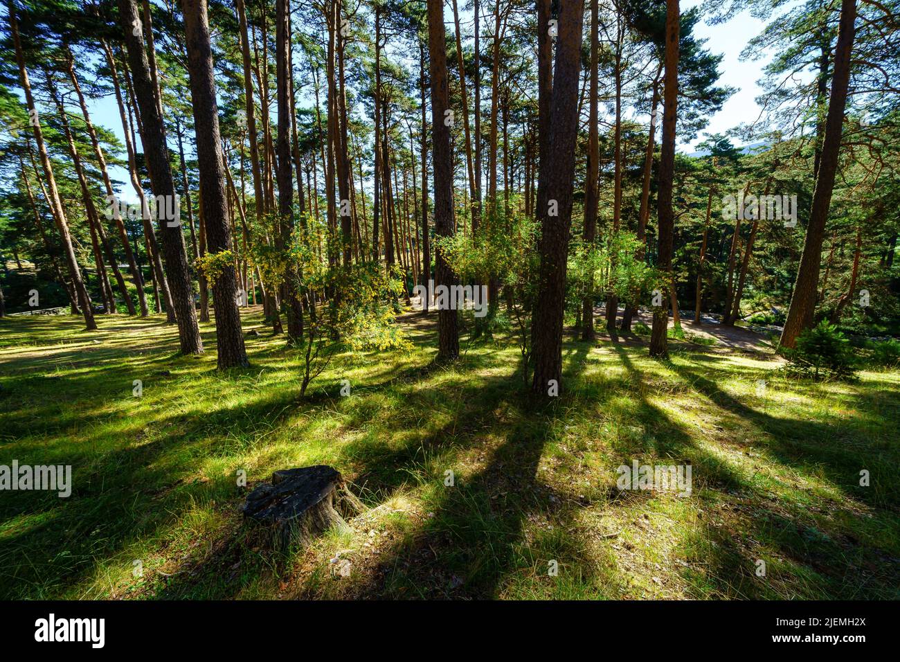 Sonnenaufgang im mediterranen Pinienwald mit hohen Bäumen und grünem Gras. Stockfoto