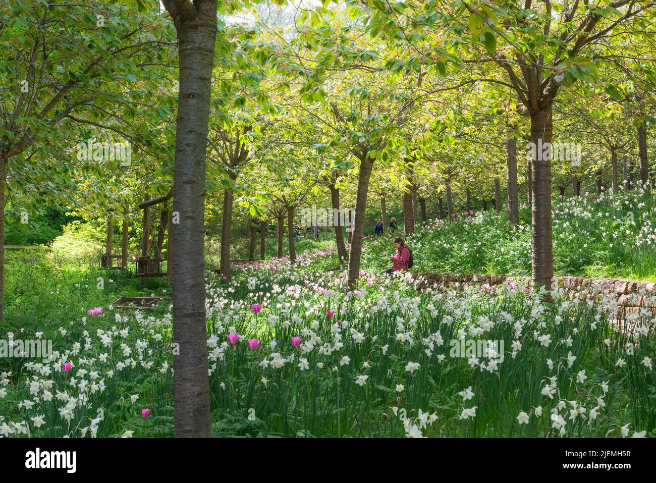Alnwick Garden Frühling, im Frühling blühende Blumen im Kirschgarten in Alnwick Garden, einer beliebten Attraktion in Alnwick, Northumberland, Großbritannien Stockfoto