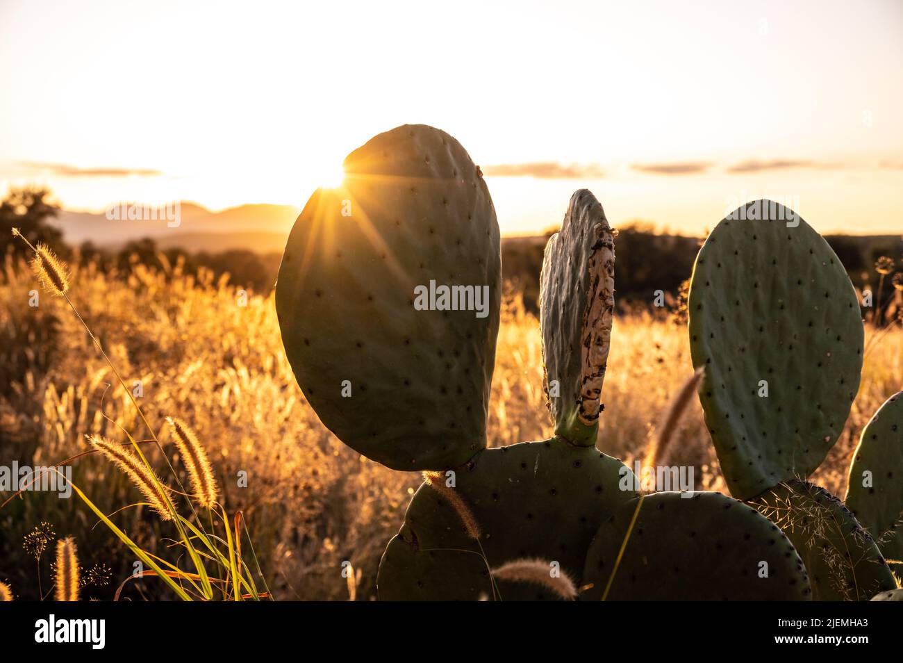 Sonnenuntergang hinter einem Kaktus in Afrika Stockfoto