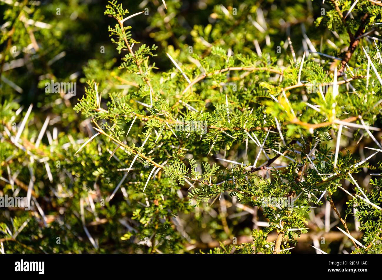Lange scharfe Dornen auf einem Busch in Afrika Stockfoto