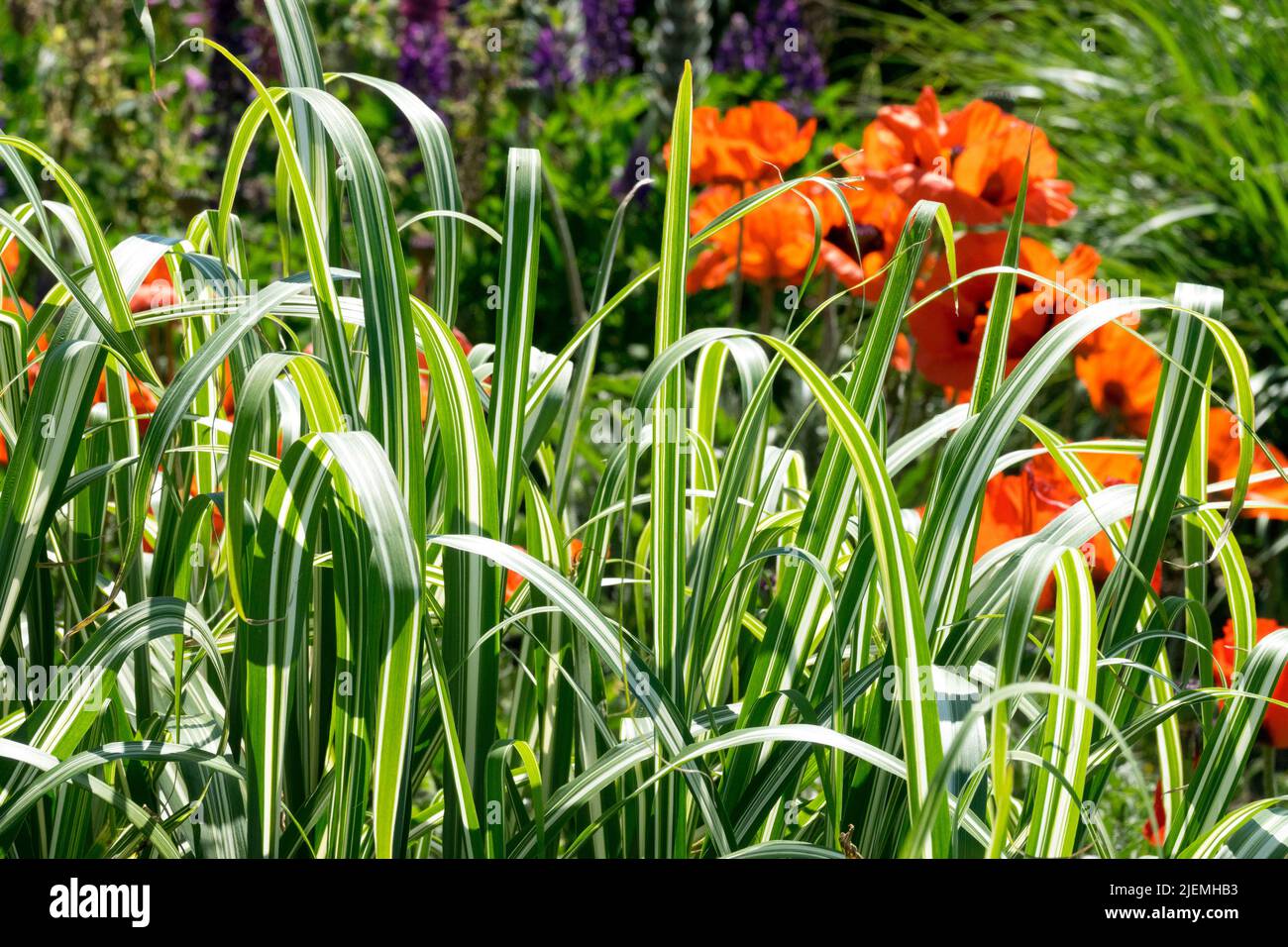 Silbergras, Miscanthus sinensis 'Cabaret', wächst im Garten, Stachelrasen, Zebragras, Mohnblumen Stockfoto