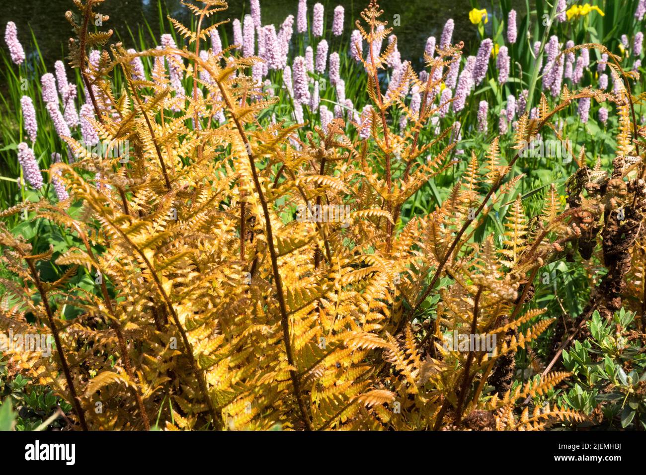 Dryopteris erythrosora 'Brilliance' Japanischer Schildfarn im Garten Persicaria 'Superba' Hintergrund Stockfoto