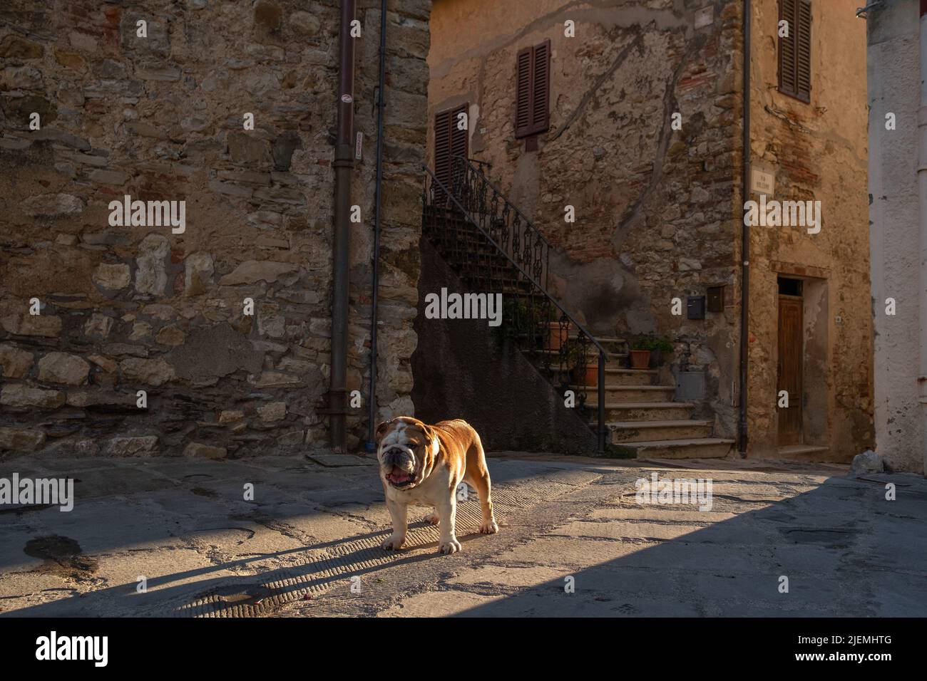 Rudy, die Bulldogge, hält in einer Gasse der mittelalterlichen Stadt Giuncarico in der Maremma, Toskana, inne Stockfoto