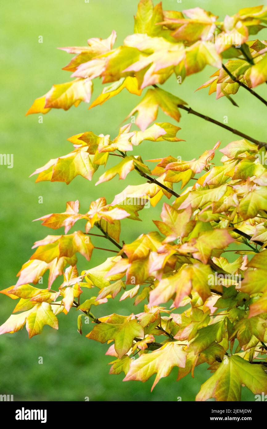 Acer x orientalia 'Minorient', Blätter, Acer, Baum, Ahorn Stockfoto