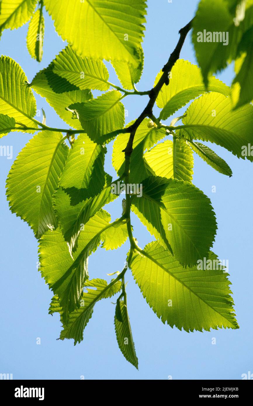 Ulme, Ulmus x hollandica, Blätter, Ulmus, Baumzweig, Hintergrundbeleuchtung Stockfoto