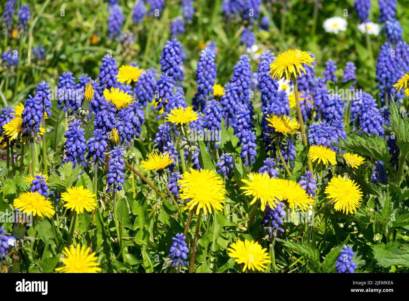 Blau-gelbe Frühlingswiese, Muscari, Traubenhyazinthen Dandelions Blumen im Rasen Stockfoto