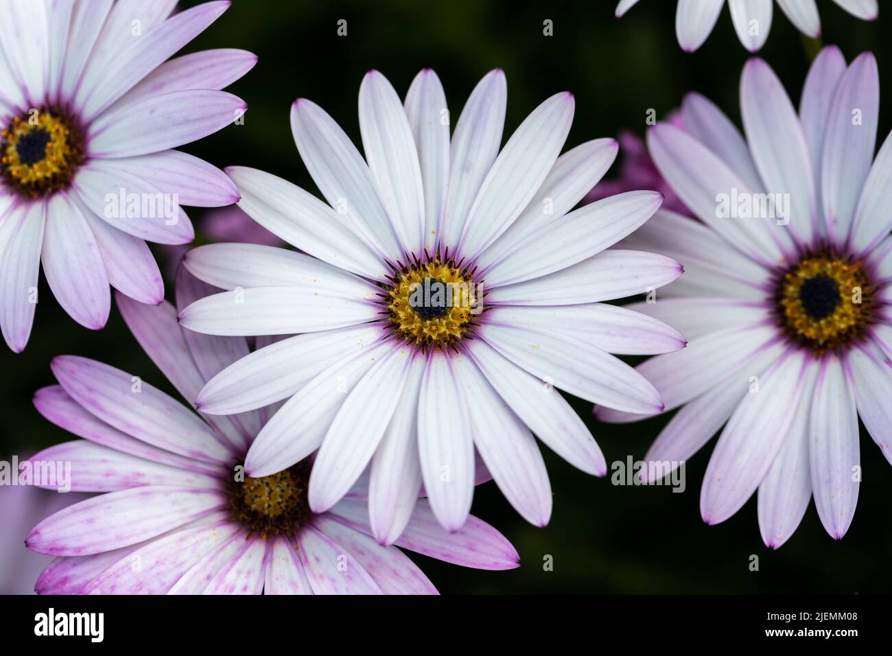 Osteospermum, afrikanische Gänseblümchen-Blüten Stockfoto