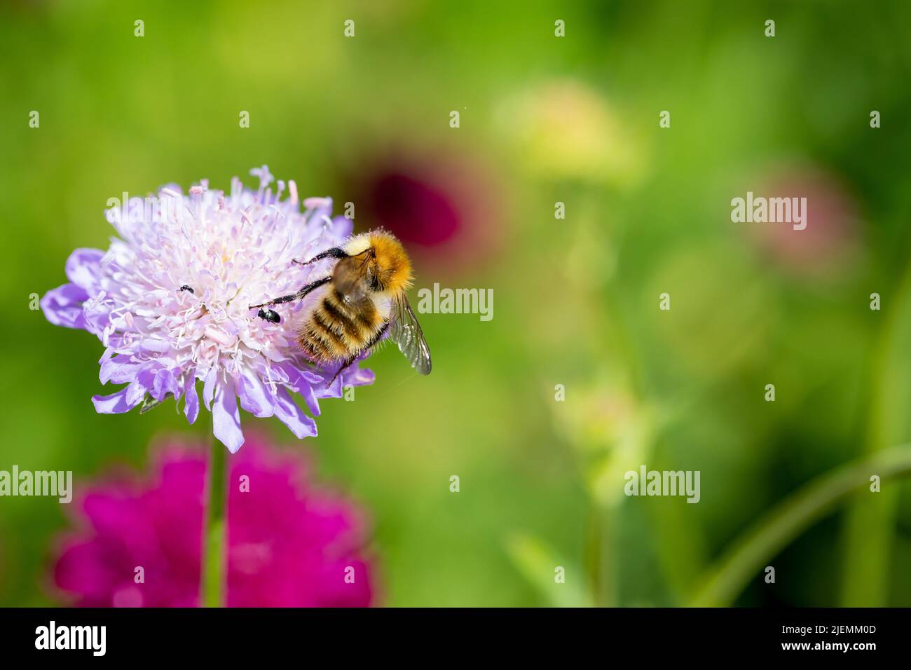 Bombus pascuorum, Carder-Biene, die im Sommer von Scabiosa-Blüten ernährt wird, Großbritannien Stockfoto