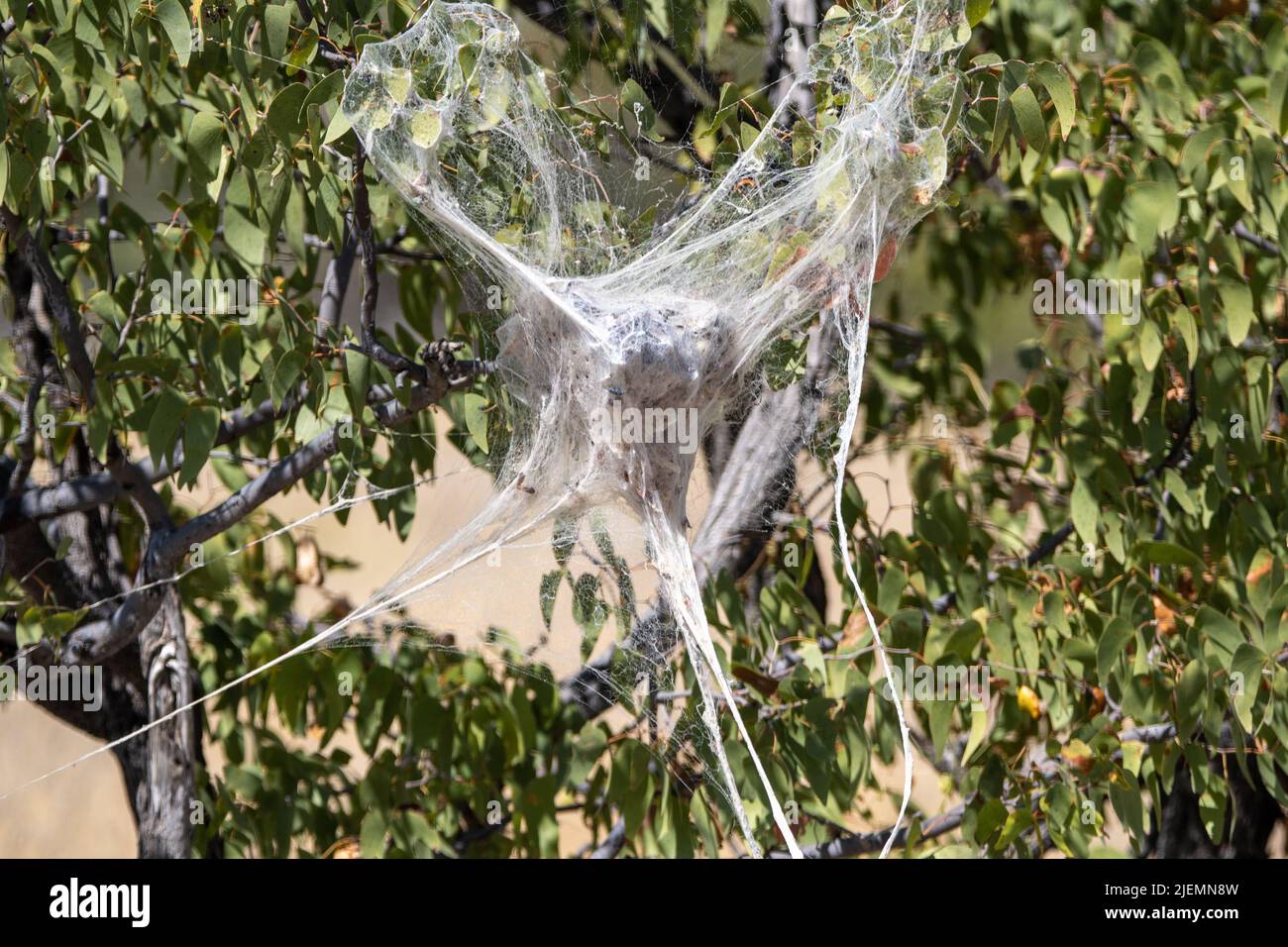 Ein weißes Netz einer Trichterspinne im Etosha National Park in Namibia Stockfoto