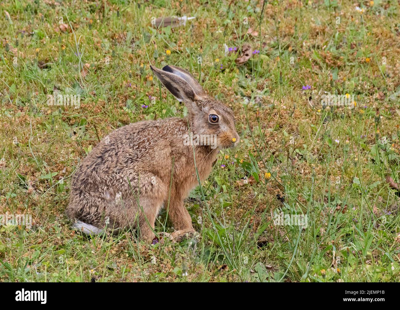 Ein freches kleines Braunes Hasenjunges (Lepus europaeus), das zwischen den Blumen auf einer grasbewachsenen Böschung frisst. Suffolk, UK Stockfoto