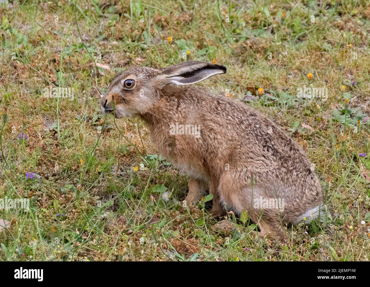 Ein freches kleines Braunfuchs-Häschen (Lepus europaeus), das zwischen den Blumen auf einem grasbewachsenen Hang frisst. Suffolk, UK Stockfoto