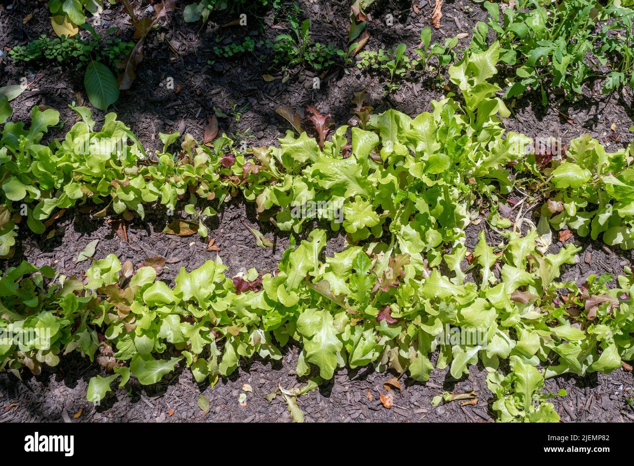 Salatreihen in einem Gemeinschaftsgarten in Chelsea in New York am Mittwoch, den 15. Juni 2022. (© Richard B. Levine) Stockfoto