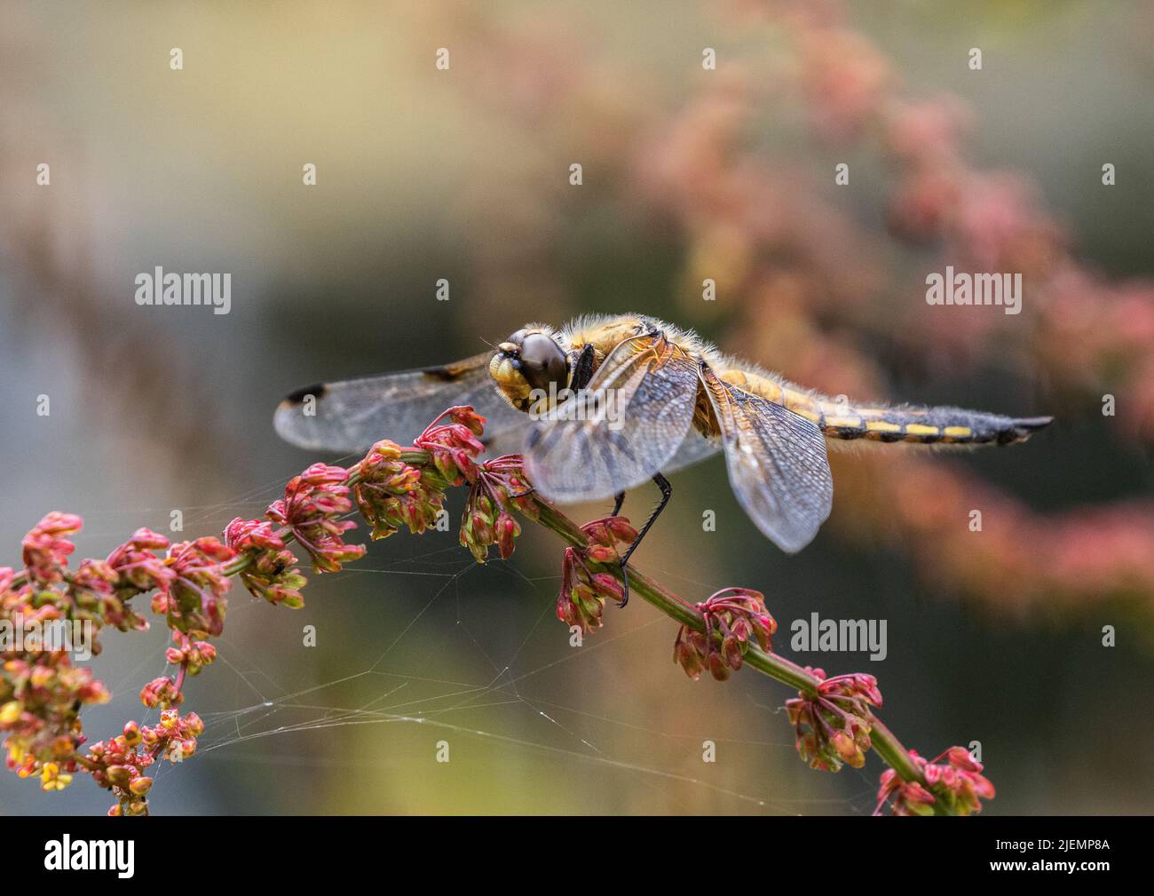 Eine farbenfrohe Aufnahme einer vierfleckigen Chaser Libelle ( Libellula quadrimaculata) . Mit Flügeln nach unten auf einem roten Sauerampfer besiedelt. Suffolk, Großbritannien Stockfoto