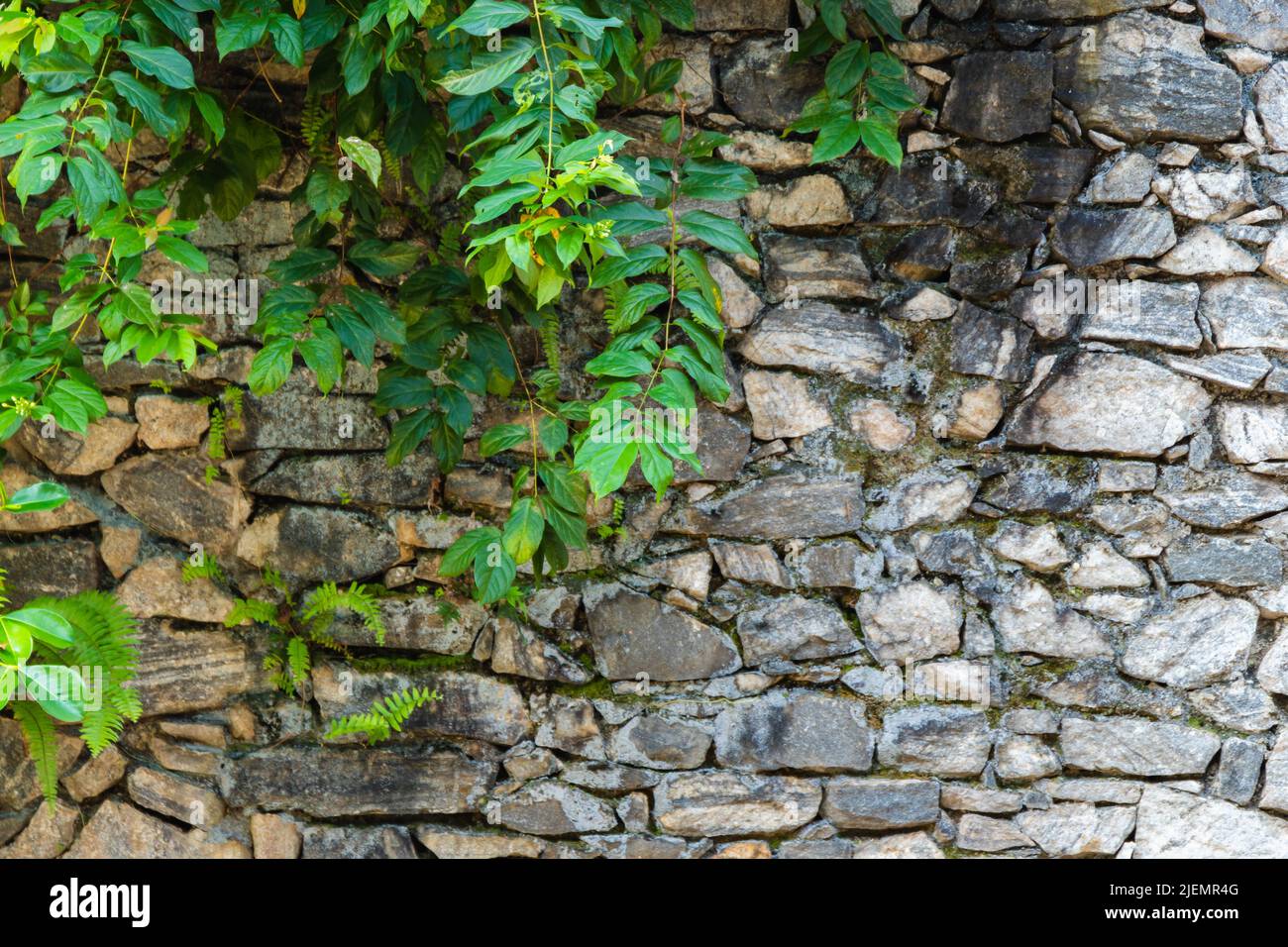 Alte raue Steinmauer mit grünen Pflanzen wächst darauf, abstrakten Hintergrund Foto Textur Stockfoto