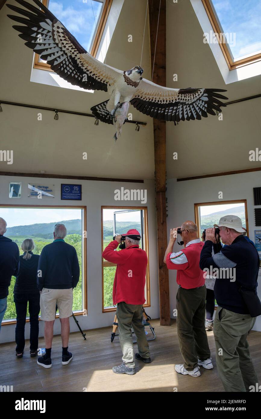 Vogelbeobachter, die Fischadler beim Nisting vom Observatorium 360, Dyfi Osprey Project, in der Nähe von Machynlleth, Wales, betrachten Stockfoto