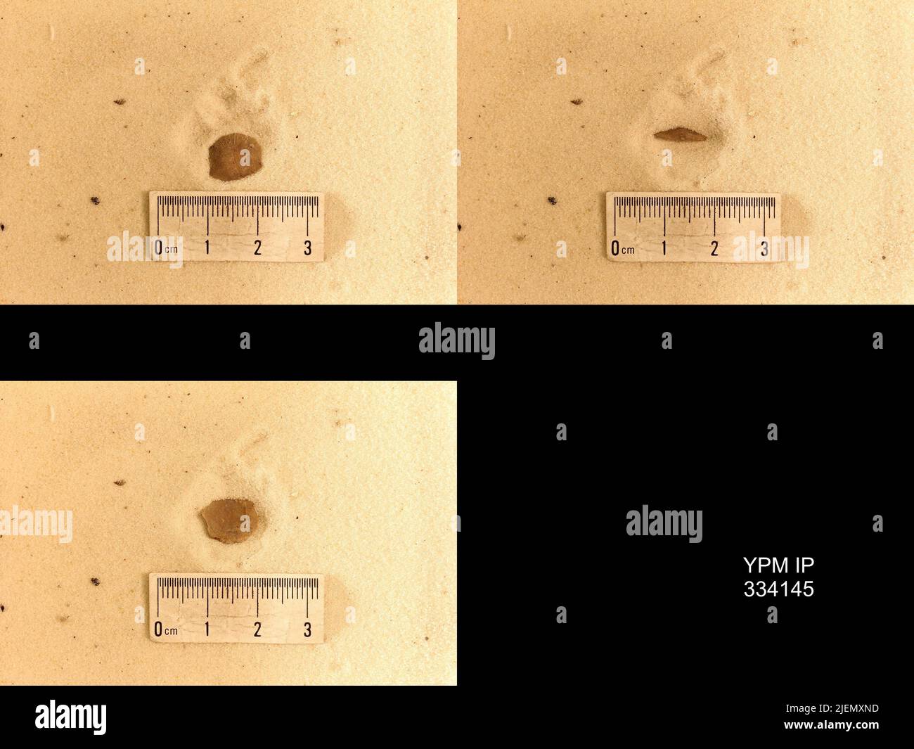 Rafinesquina sp. Stockfoto