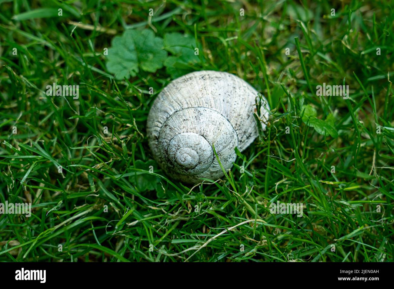 Eine Schnecke auf Gras Stockfoto
