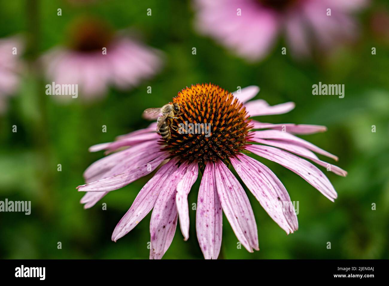 Eine Biene auf einer purpurnen Blüte Stockfoto