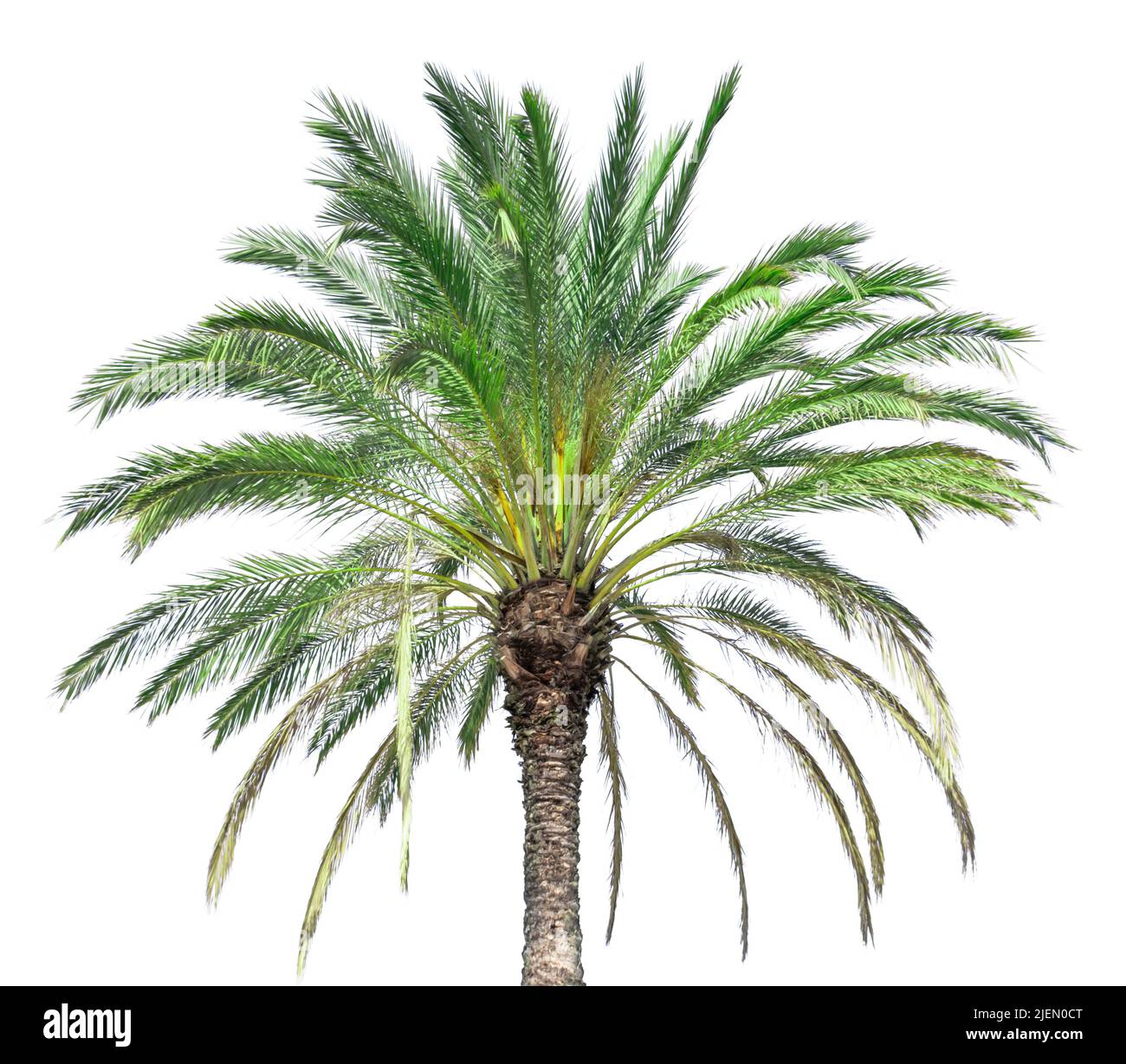 Isolierte Spitze einer Palme an einem sonnigen Tag auf weißem Hintergrund Stockfoto