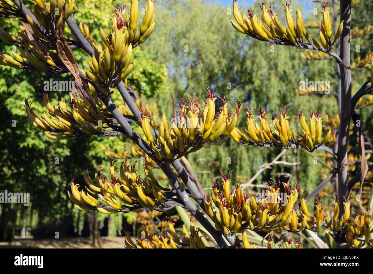 Blütenschoten auf Stiel, Zweig der Strauchpflanze. Phormium colensoi, Neuseeland Mountain Flax Stockfoto