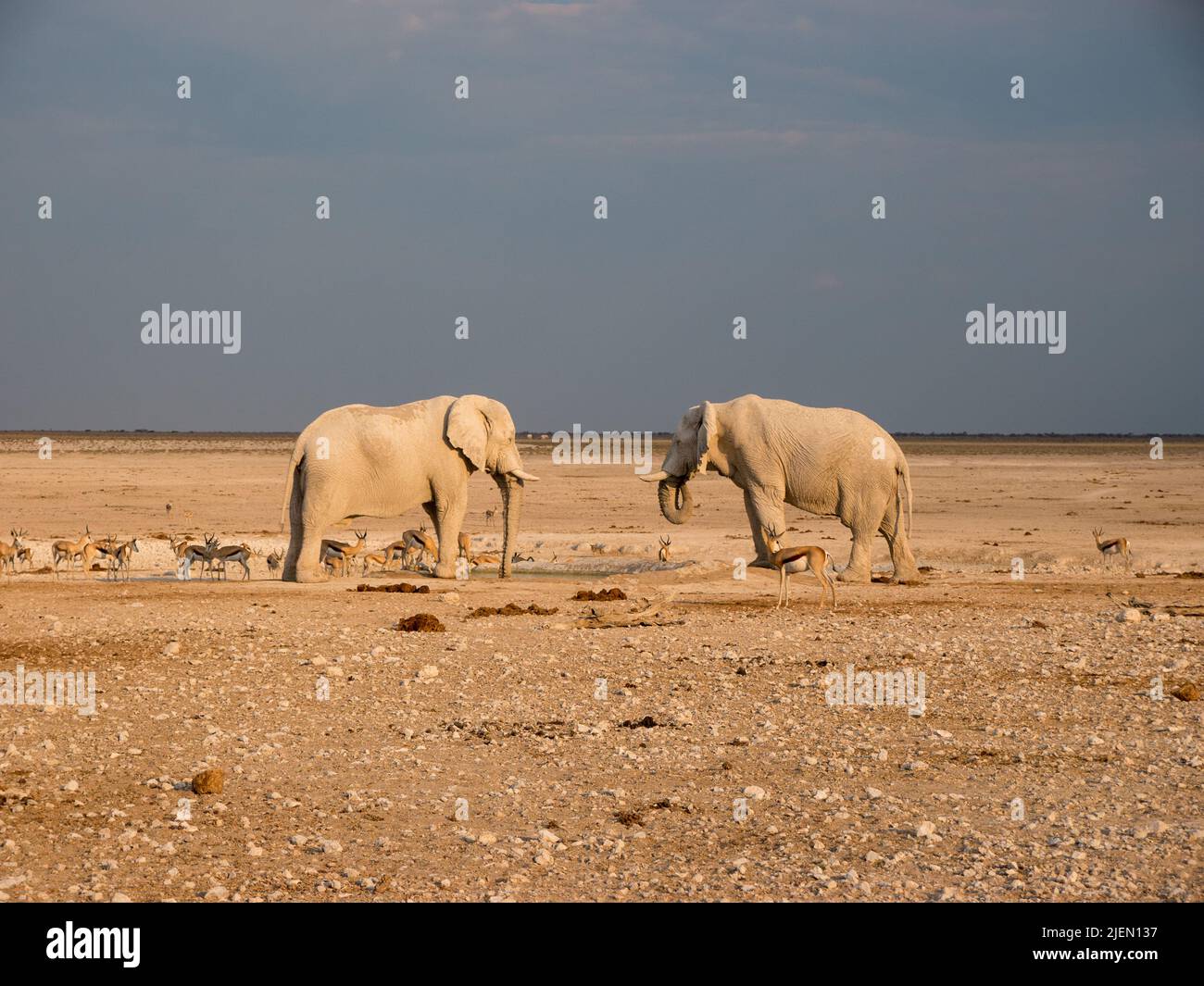 Zwei Elefanten schauen sich in Namibia an Stockfoto