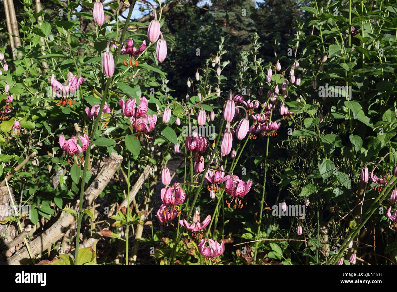 Rosafarbene Martagon-Lilie blüht in voller Blüte - Lilium Martagon Stockfoto