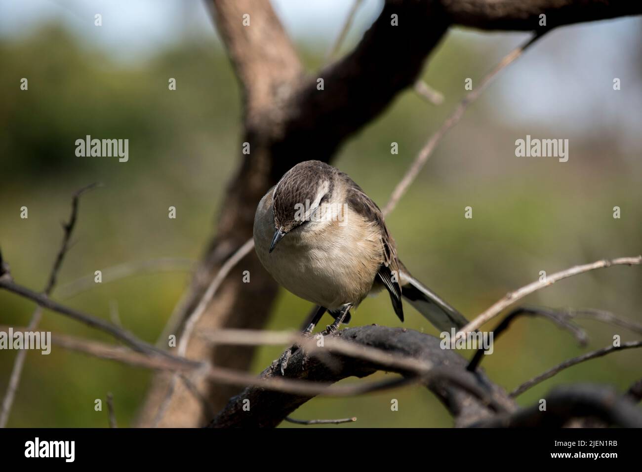 Nahaufnahme eines Vogels Mimus saturninus Stockfoto