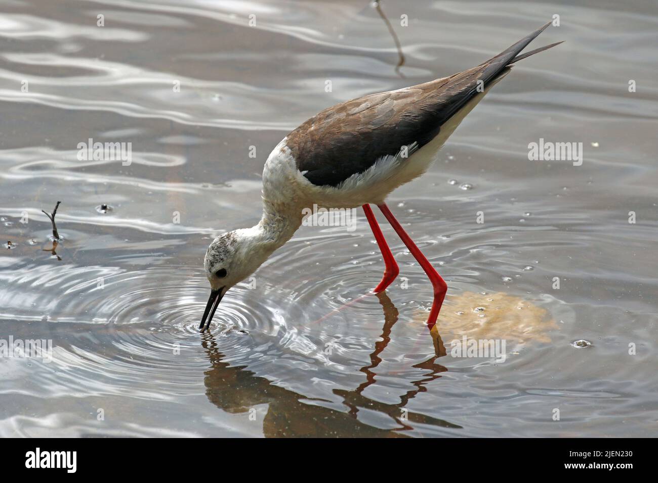 Seltene Sichtung von Black Winged Tilt im Potteric Carr Nature Reserve, Doncaster, Großbritannien Stockfoto