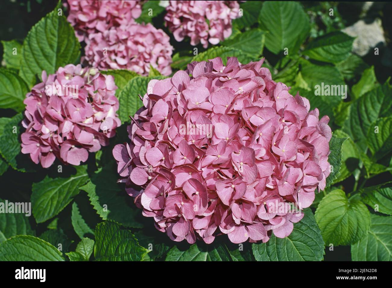 Bigleaf Hortensia Pflanze in voller Blüte, Hortensia macrophylla, Hortensiaceae Stockfoto