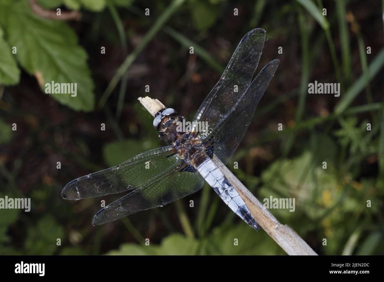 Männliches Exemplar der Schwarzschwanzskimmer-Libelle, Orthetrum cancellatum Stockfoto