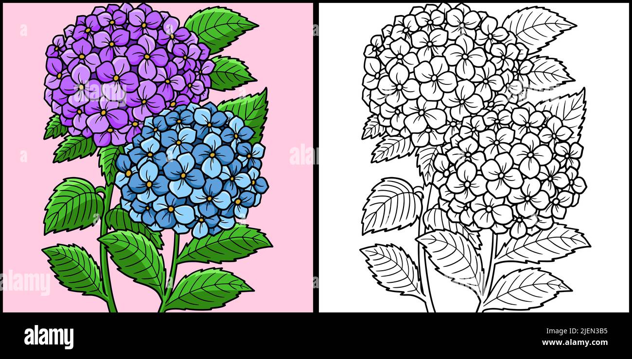 Hortensia Blume Färbung Farbige Illustration Stock Vektor