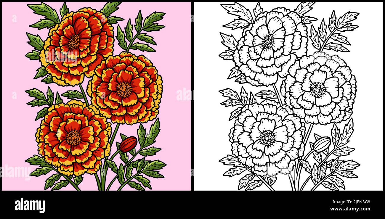 Ringelblume Blume Färbung Farbige Illustration Stock Vektor