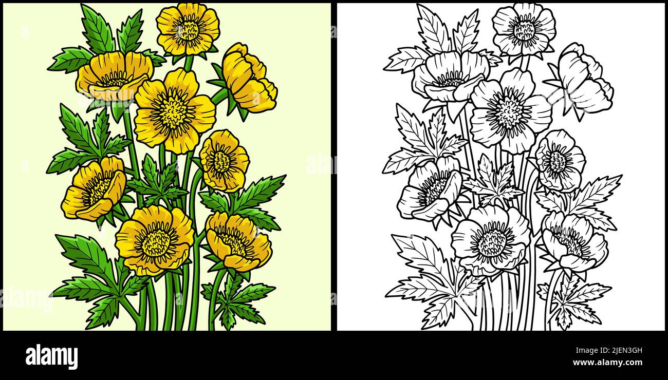 Bauchige Schmetterlingsblume Farbige Illustration Stock Vektor