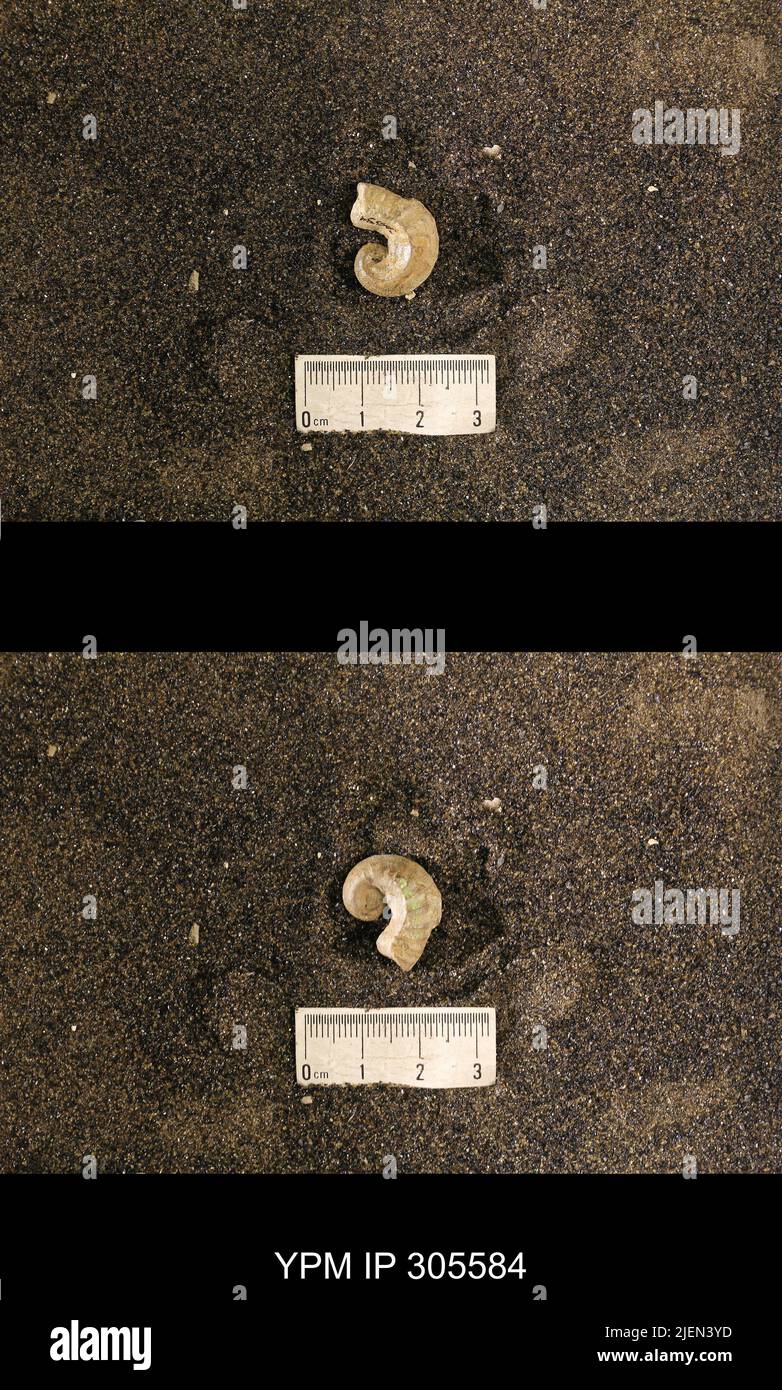 Cyrtolites ornatus Conrad, 1838. Stockfoto