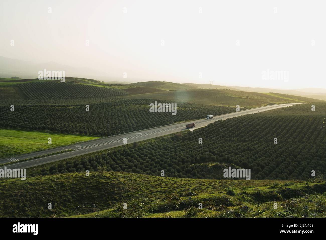 Autobahn in der Mitte der Olivenbäume mit Lastwagen. Stockfoto