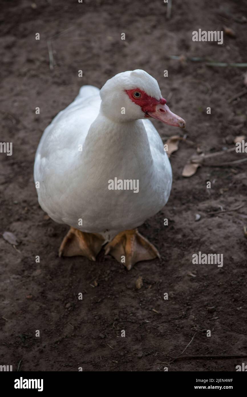 Muscovy Ente cairina moschata. Wunderschöne weiße Ente Stockfoto