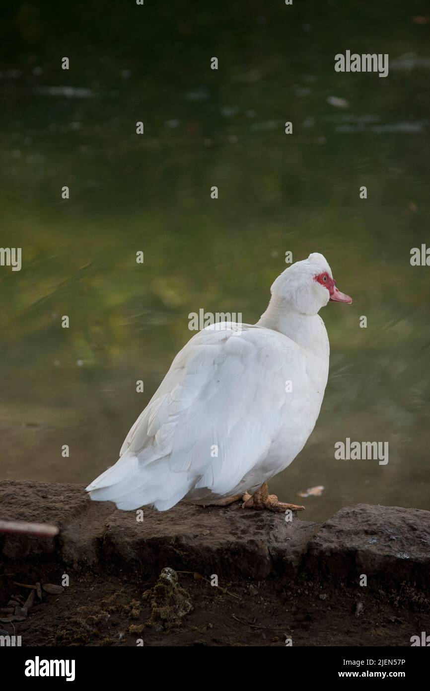 Muscovy Ente cairina moschata. Wunderschöne weiße Ente Stockfoto