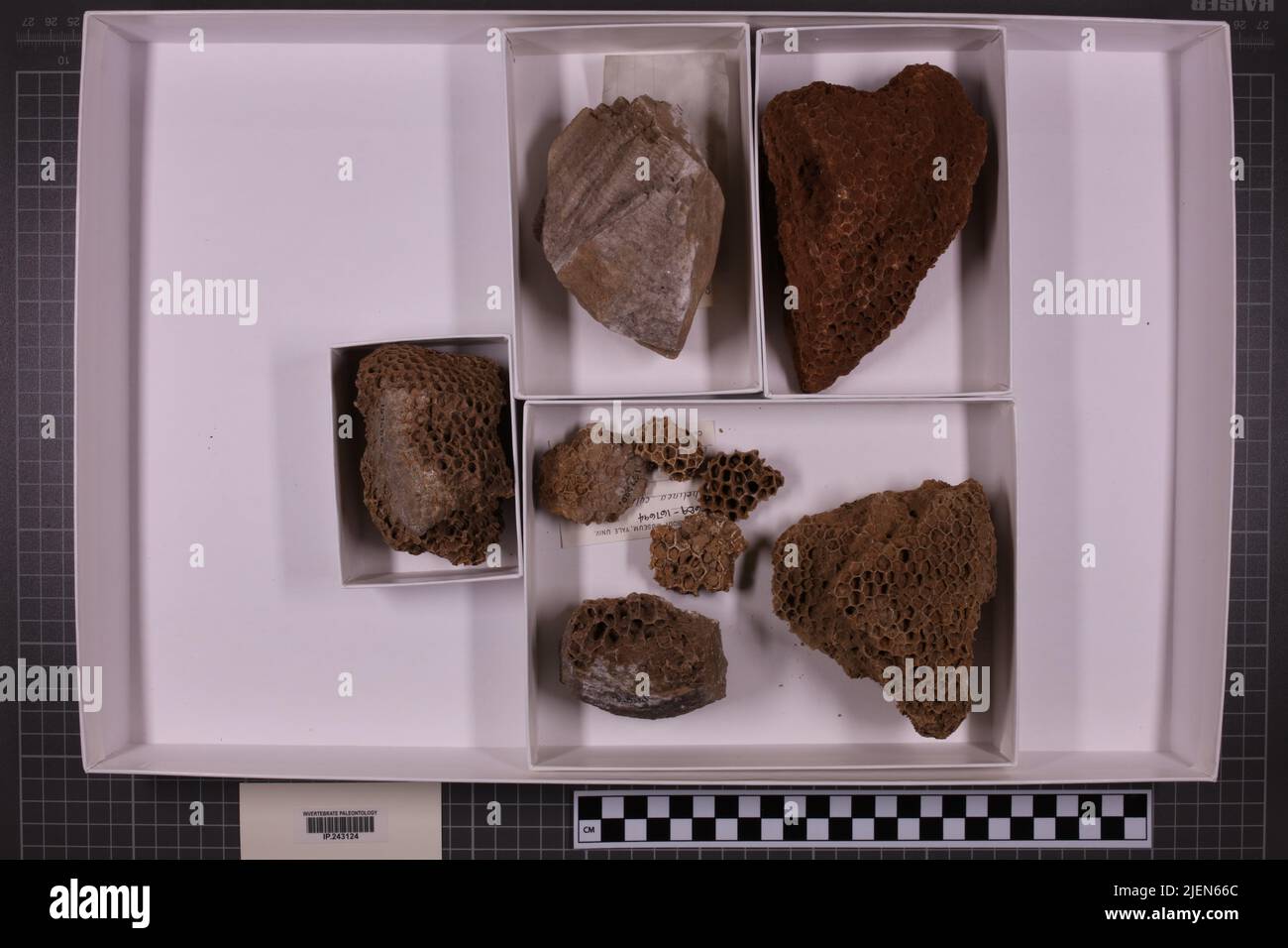 Gemischte Taxa, stratigraphische Sammlung. Accn: 2361; 7225; Stockfoto