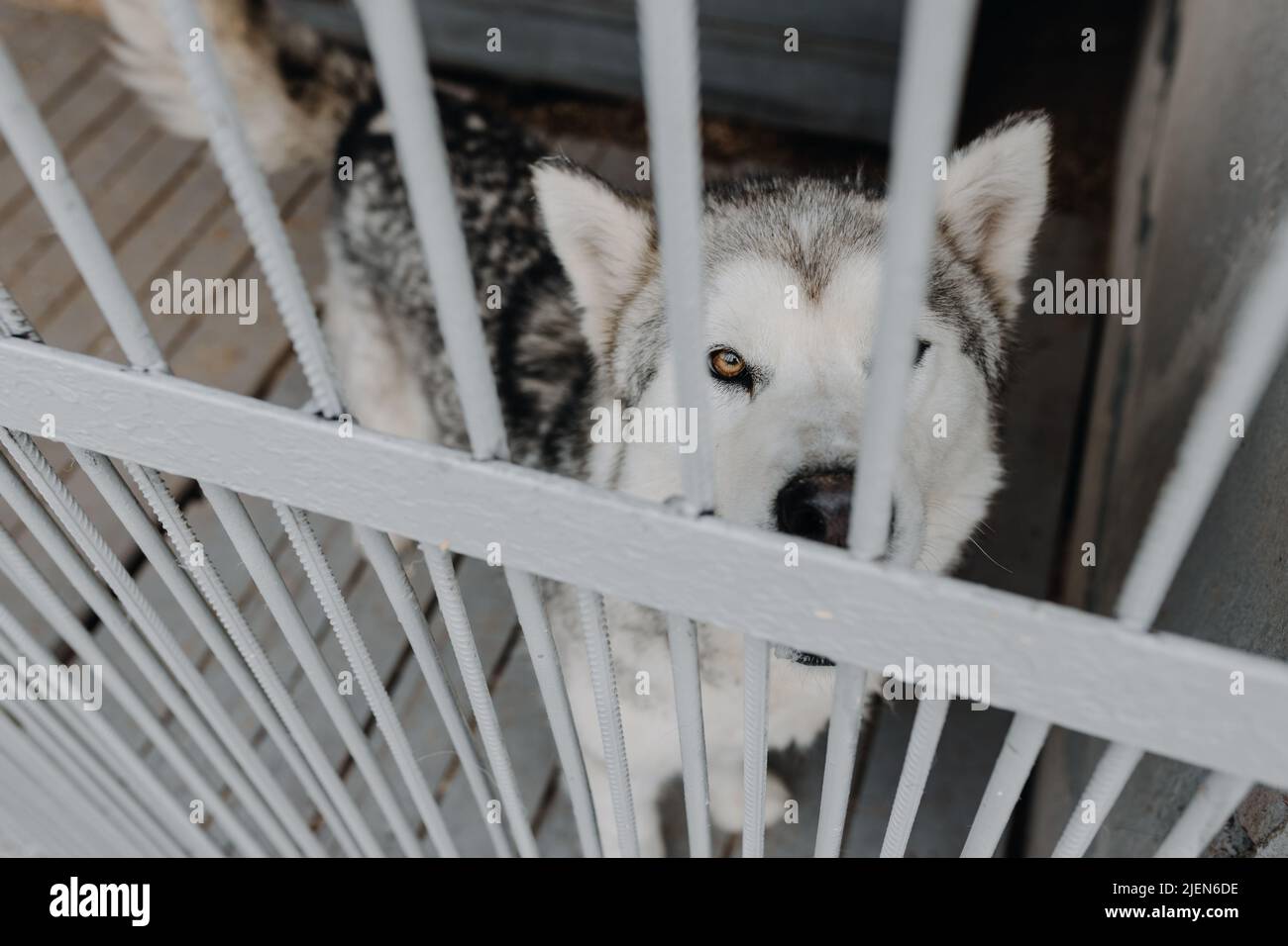 Heimatloser Hund in einem Käfig. Ein unglücklicher Hund hinter Gittern in einem Tierheim schaut in die Kamera. Hochwertige Fotos Stockfoto