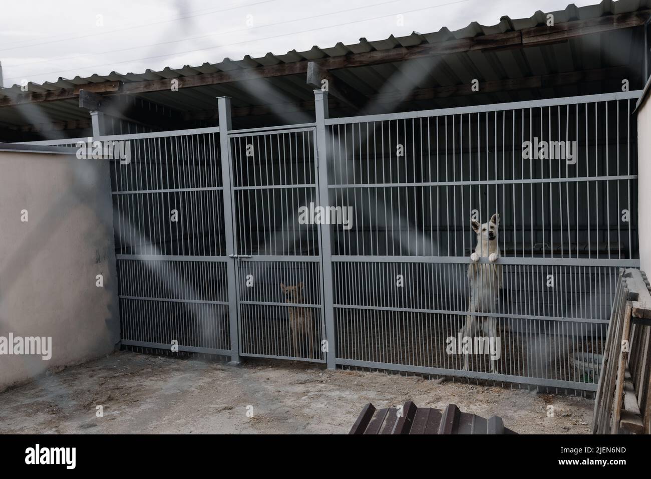 Ein weißer trauriger Hund in einer Voliere in einem Tierheim für obdachlose Tiere. Ein trauriges Tier hinter den Riegel des Käfigs. Stockfoto