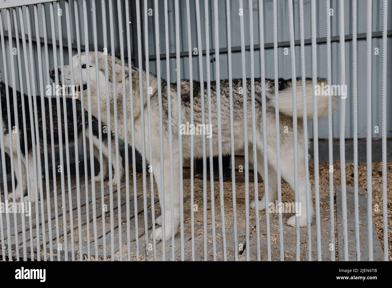 Husky reinrassige Hund hinter Gittern in seiner Voliere, Hund Porträt. Unterstand für Hunde Stockfoto