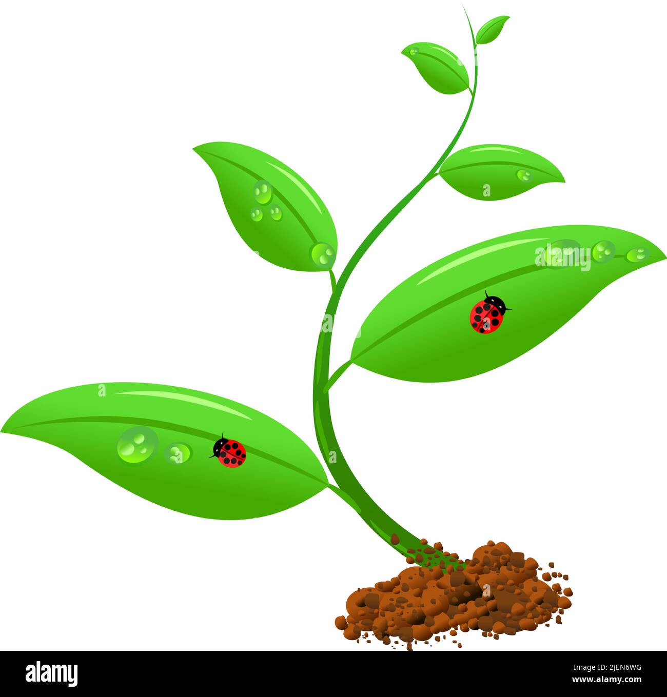 Frühlingsjunge Pflanze wächst aus dem Boden mit zwei Marienkäfer und Tröpfchen. Vektorgrafik Stock Vektor
