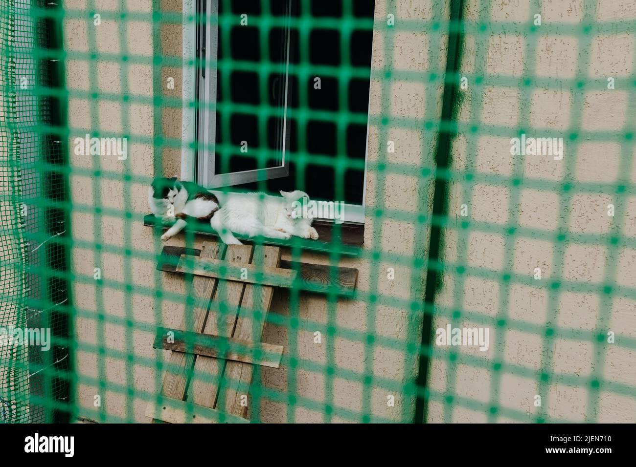Katzen in einem Käfig in einem Tierheim Stockfoto