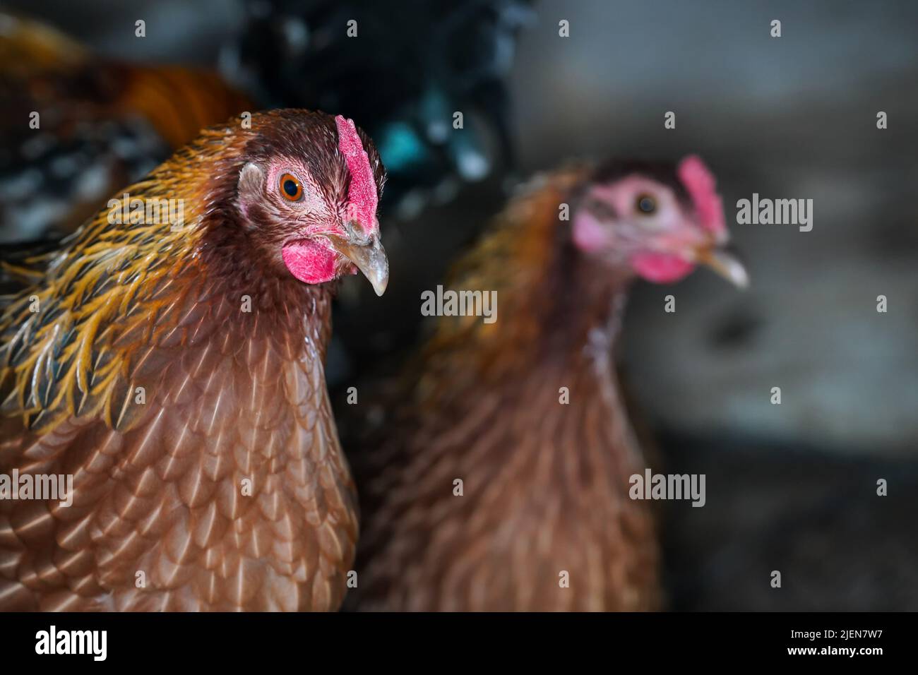 Kleine bantam-Hühnerhenne mit hellrotem Kamm, Nahaufnahme vom Hühnerhaus Stockfoto